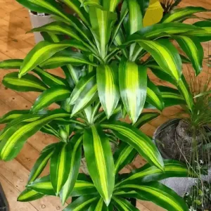 Golden Dracaena