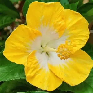 hibiscus yellow in white