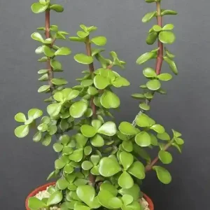 Jade Plant