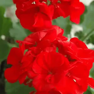 Geranium Flower