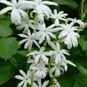 Jasmin Grandiflorum