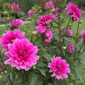 Dahlia Flower