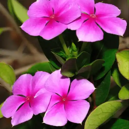 নয়নতারা ফুল
