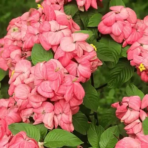 Mussaenda Pink Flower