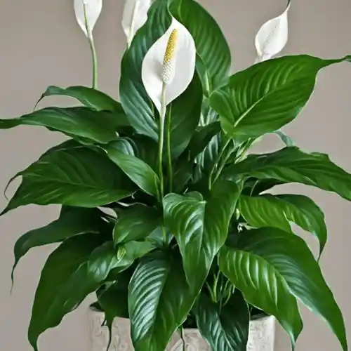 Peace Lily