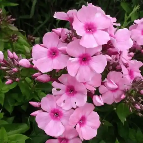 Phlox Flower