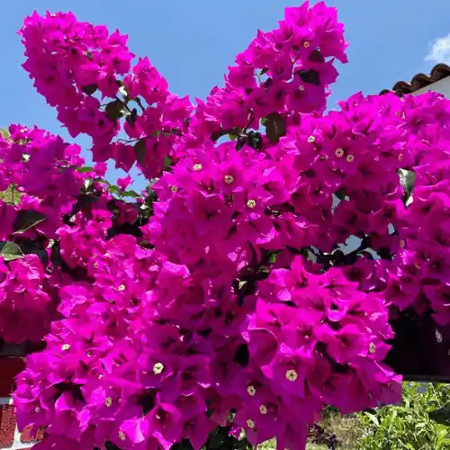 baugainvillea thai droup flwer
