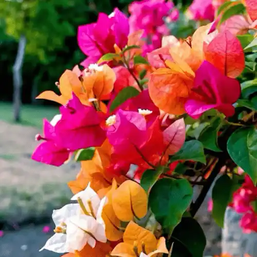 বাগানবিলাস ফুল গাছ