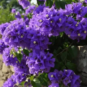 Bougainvillea Purple