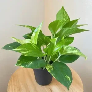 Money Plant