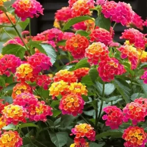 Lantana Multi