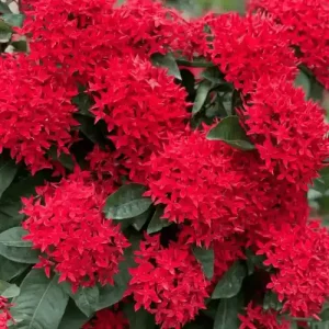 Red Chinese Ixora Flower