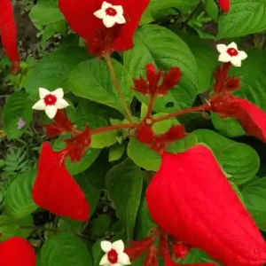 Mussaenda Red Flower
