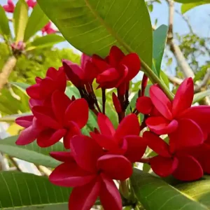 লাল কাঠগোলাপ
