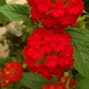 Lantana Red Flower