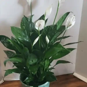 Peace Lily Indoor Plant