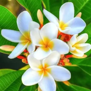 সাদা কাঠগোলাপ