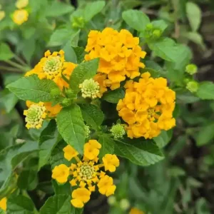 Lantana Yellow Flower