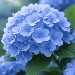 Hydrangea Flower