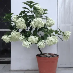 Mussaenda White Flower