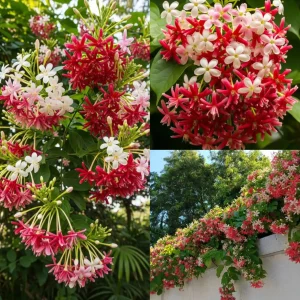 Madhu Manjuri Double Petal Flower Plant