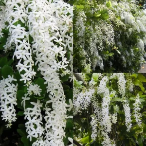 Shweta Mani Flower Plant
