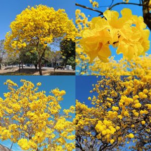 Yellow Tabebuia Flower Plant