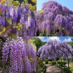 Wisteria Flower Plant
