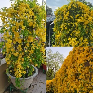 Cat’s Claw Vine