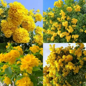 Chandraprabha Flower Plant